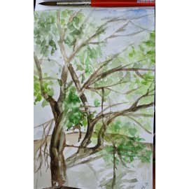 южное дерево над водой