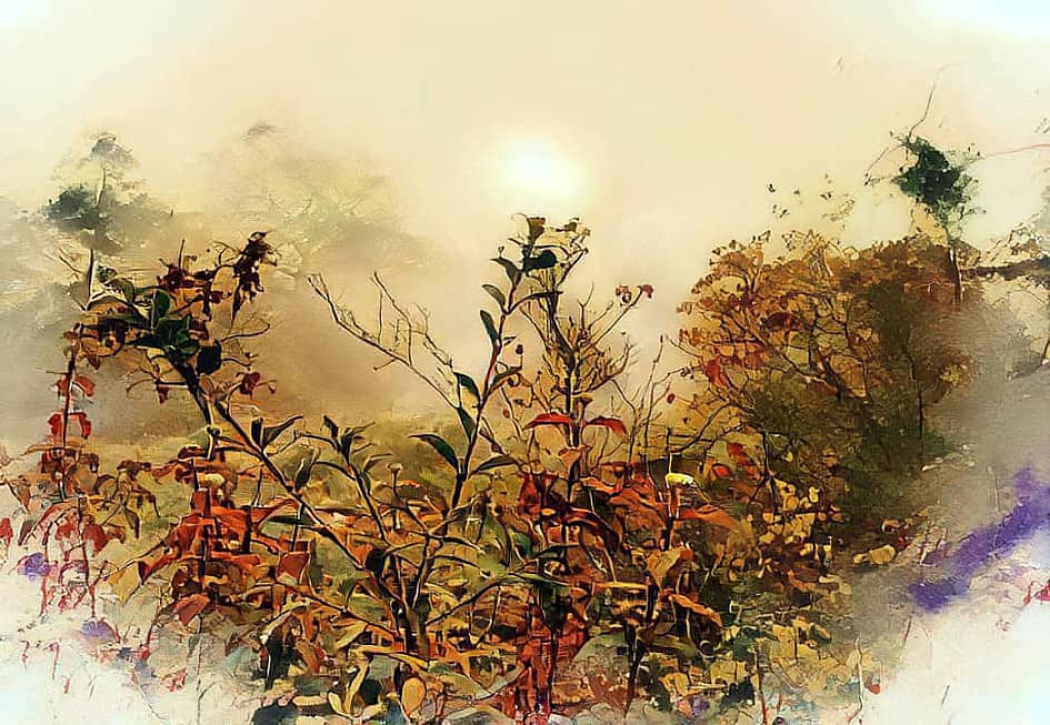 Туманный рассвет.