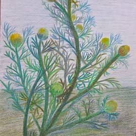 Моя любимая травка