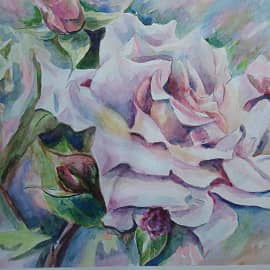 Белая роза.