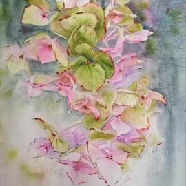 Гортензия. Розово-зеленая