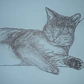 Спящая кошка