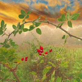 осенние ягоды-2