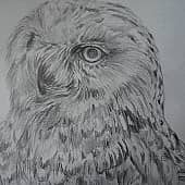 Сова. Все вижу.