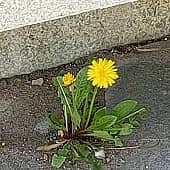 "Сила жизни" (1), художник Лариса