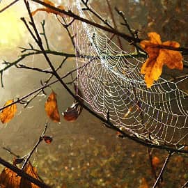 Осенние украшения.