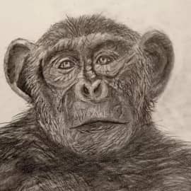 ШИМПАНЗЕ