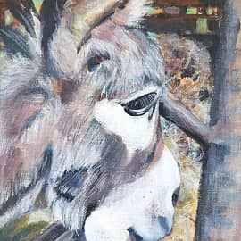 Ослик в зоопарке