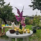 Белая Айя и гладиолусы (1), художник Татьяна Паола