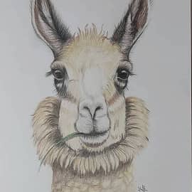 Серьёзная лама