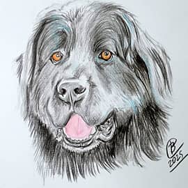 Ньюфаундленд