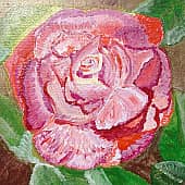 Сиренево-красная роза