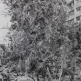 Деревья в городе 2