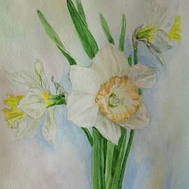 Мои нарциссы
