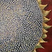 Подсолнух 1