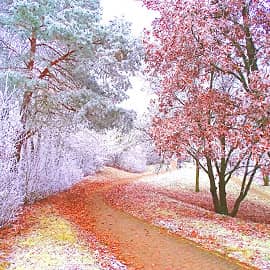 Зимние дорожки