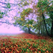 Сиреневый туман.