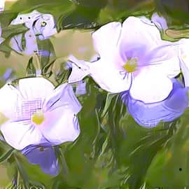 Дрис Ван Нотен, Цветы tribute