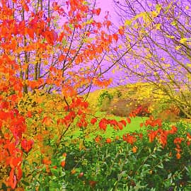 Осенние краски.