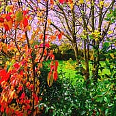 Осенние листья.