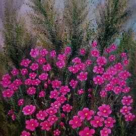 Гвоздика розовая. Полевые цветы