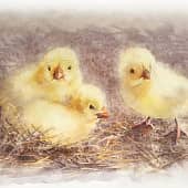Три цыплёнка, художник Natasha Nesterovich