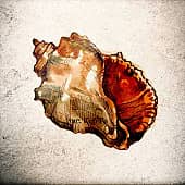 игрушка, в которой живёт море