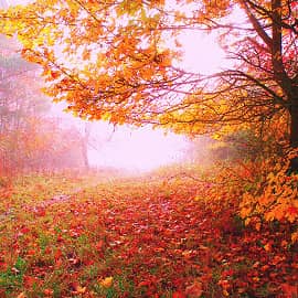 В тумане по тропинке.