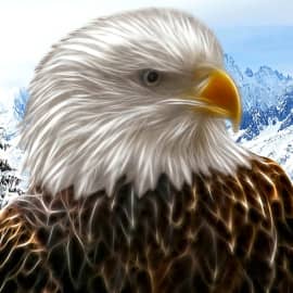 Белоголовый орлан зимой.