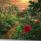 Пионы. (1), художник Alex-08