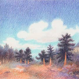 Сосны с рыжими стволами