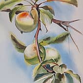 Август в яблоневом саду. Филевский парк