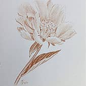 Пион, рисованный жженой умброй