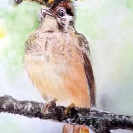 Амазонский венценосный мухоед