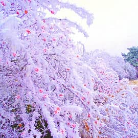 Красные капли шиповника