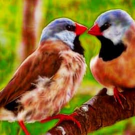 Острохвостая амадина