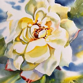 Роза в саду