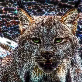 Животные 085