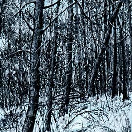 Среди зимы 38  Among the Winter 38