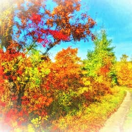 Лесная дорога.