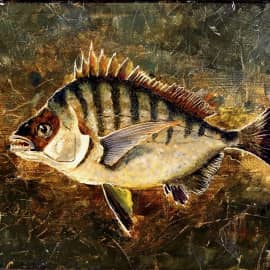 Морской карась