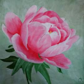 Розовый пион