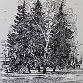 Деревья в городе