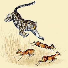 Леопард и дикдики