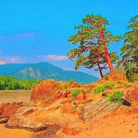 Сосны на берегу