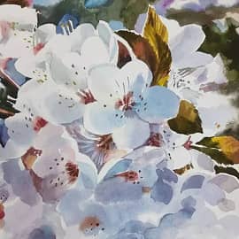 "Цветение вишни"