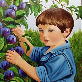 Сбор слив в саду