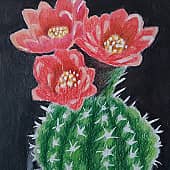 Цветущий кактус