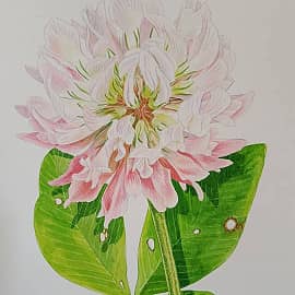 Клевер розовый