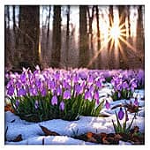 Весенние цветы. (1), художник Alex-08